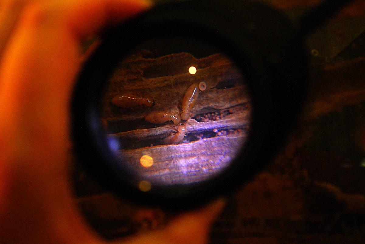 Timber Pest Inspection